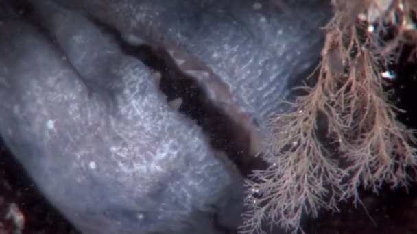 Sum pstrąga na dnie morza pod wodą w ocean morze białe. — Wideo stockowe
