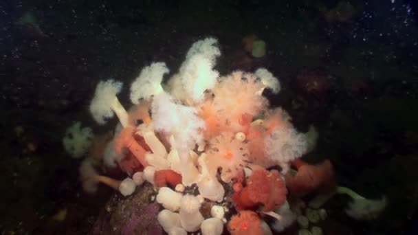 Vita fluffiga metridium under vattnet på havsbotten i vita havet. — Stockvideo