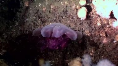 Beyaz kabarık metridium su altında beyaz deniz dibinin üzerinde Medusa denizanası.