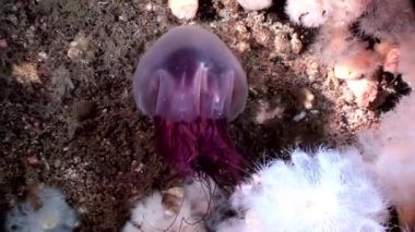 Beyaz kabarık metridium su altında beyaz deniz dibinin üzerinde Medusa denizanası.