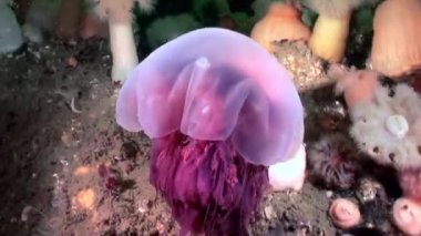 Beyaz kabarık metridium su altında beyaz deniz dibinin üzerinde Medusa denizanası.
