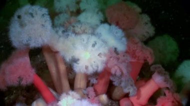 Beyaz kabarık metridium su altında beyaz deniz dibinin üzerinde.