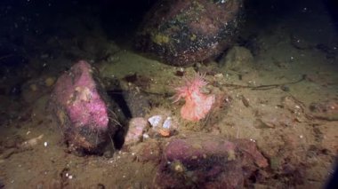 Kırmızı anemone actinia su altında beyaz deniz dibinin üzerinde.