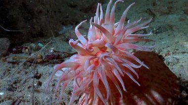 Kırmızı anemone actinia yakın çekim su altında beyaz deniz dibinin üzerinde.