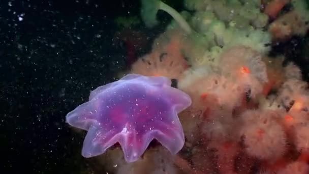 Медуза медуза в белом пушистом метридии под водой на дне Белого моря . — стоковое видео