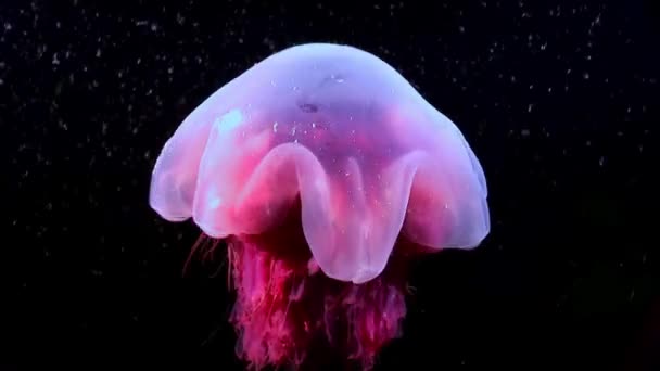 Medusa jellyfish underwater on black background of White Sea. — Stock Video
