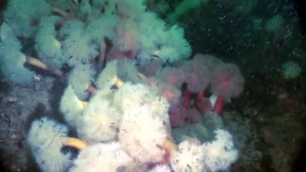 Metridium duveteux blanc sous-marin sur le fond marin de la mer Blanche . — Video