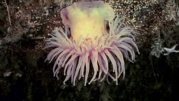 Anemone actinia close up underwater on seabed of White Sea. — Stock Video