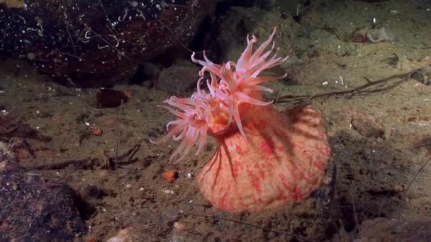 Anémona roja actinia bajo el agua en el fondo marino del Mar Blanco . — Vídeos de Stock