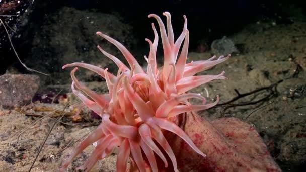 Kırmızı anemone actinia yakın çekim su altında beyaz deniz dibinin üzerinde. — Stok video