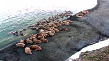 Rusya'da yeni dünya üzerindeki Arktik Okyanusu kıyısında walruses kalan grup.