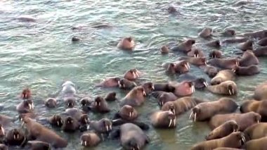 Rusya'da yeni dünya üzerindeki Arktik Okyanusu kıyısında walruses kalan grup.