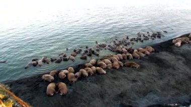 Arktik Okyanusu Rusya'da Yeni Dünya'nın suda walruses kalan grup.