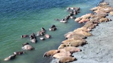 Rusya'da yeni dünya üzerindeki Arktik Okyanusu kıyısında walruses kalan grup.