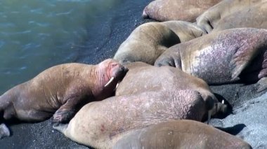 Rusya'da yeni dünya üzerindeki Arktik Okyanusu kıyısında walruses kalan grup.