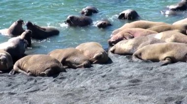 Grup walruses dinlenme New Earth Vaigach adasında Arktik Okyanusu kıyısında.