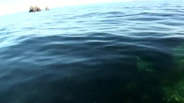 Taş kayaların arasında yeni dünya sulu Arktik Okyanusu yüzeyinde.