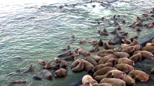 Walrossgruppe rastet am Ufer des arktischen Ozeans auf neuer Erde in Russland. — Stockvideo
