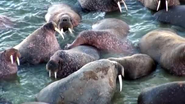Group of walruses rest in water of Arctic Ocean on New Earth in Russia. — Stock Video