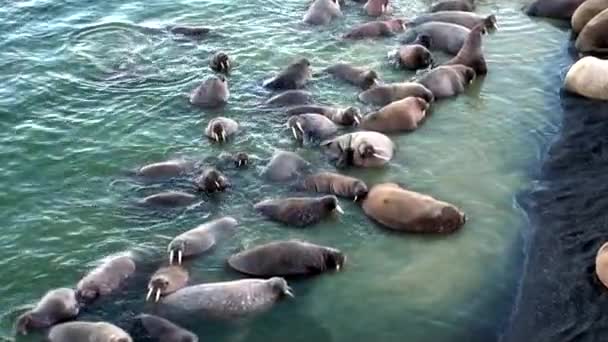 Arktik Okyanusu Rusya'da Yeni Dünya'nın suda walruses kalan grup. — Stok video