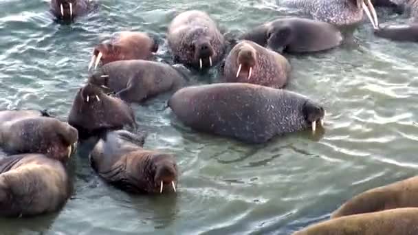 Il gruppo di trichechi riposa in acqua di Oceano Artico su Nuova Terra in Russia . — Video Stock
