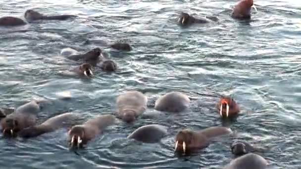 Walrossgruppe ruht sich im Wasser des arktischen Ozeans auf neuer Erde in Russland aus. — Stockvideo