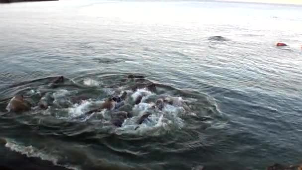 Grupo de morsas descansan en el agua del Océano Ártico en la Nueva Tierra en Rusia . — Vídeo de stock