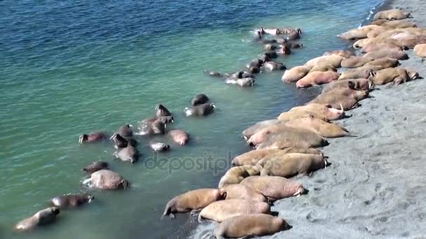 Groep van walrussen rust op de oevers van de Noordelijke IJszee op de nieuwe aarde in Rusland. — Stockvideo