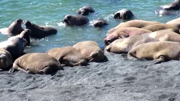 Group of walruses rest on shores of Arctic Ocean on New Earth Vaigach Island. — Stock Video