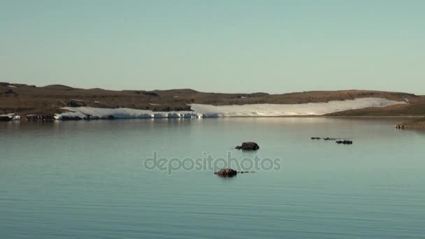 Sneeuw op de kust en oppervlak water van de Noordelijke IJszee op de nieuwe aarde. — Stockvideo