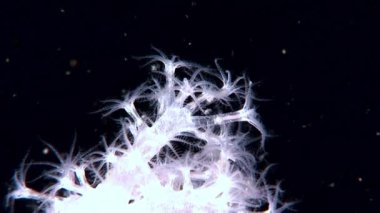 Beyaz tüylü yumuşak mercan sualtı beyaz deniz dibinin üzerinde.