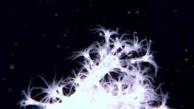 Beyaz tüylü yumuşak mercan sualtı beyaz deniz dibinin üzerinde.