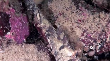 Koyun eti balık perciform su altında beyaz deniz okyanus, deniz dibinin üzerinde yılan balığı surat.