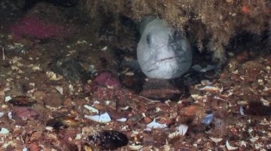 Su altında beyaz deniz okyanus, deniz dibinin üzerinde Lancet balık yayın balığı.