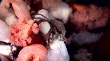 Yengeç hios ve metridium su altında beyaz deniz dibinin üzerinde yiyecek bulmak.