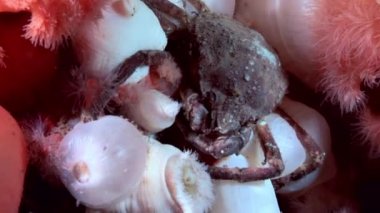 Yengeç hios ve metridium su altında beyaz deniz dibinin üzerinde yiyecek bulmak.