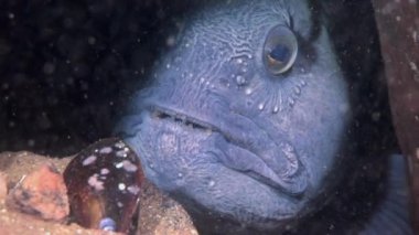 Beyaz Deniz yiyecek aramaya sualtı Lancet balık yayın balığı yakın çekim.