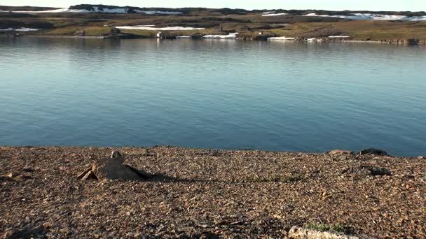 Hó, új föld Jeges-tenger partján és a felszíni víz. — Stock videók
