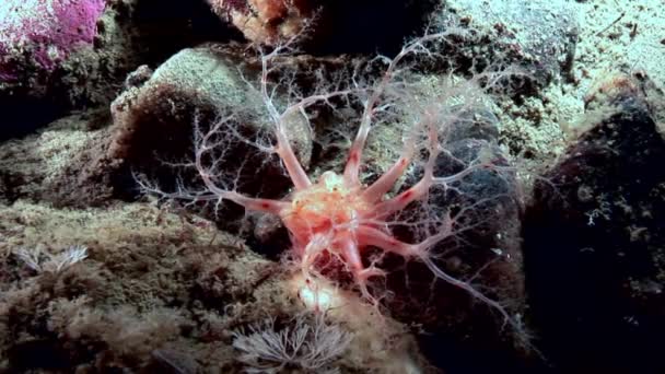 Пушистые мягкие кораллы под водой на дне Белого моря . — стоковое видео