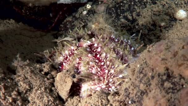 Seeigel unter Wasser auf dem Meeresboden von Meereslebewesen. — Stockvideo