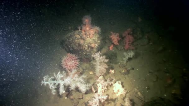 Weiße flauschige Weichkorallen und Anemonen unter Wasser auf dem Meeresboden des weißen Meeres. — Stockvideo