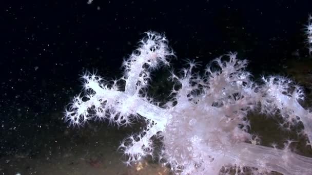 Weiße flauschige Weichkorallen unter Wasser auf dem Meeresboden des weißen Meeres. — Stockvideo