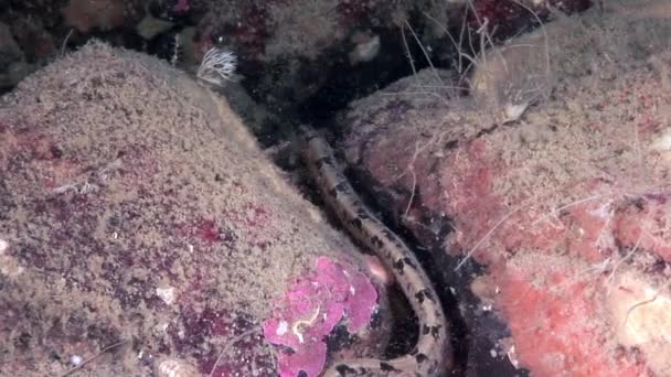 Pout de anguila pez cordero percibido en el lecho marino bajo el agua en el océano del Mar Blanco . — Vídeo de stock