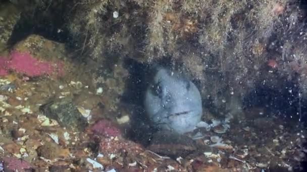 Lancet Fisch Wels auf dem Meeresboden unter Wasser in Ozean des weißen Meeres. — Stockvideo