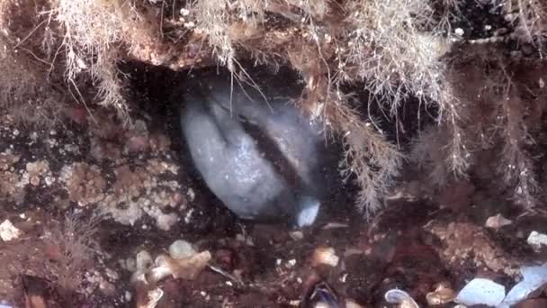 Lanceta de peces bagre en el fondo del mar bajo el agua en el océano del Mar Blanco . — Vídeo de stock