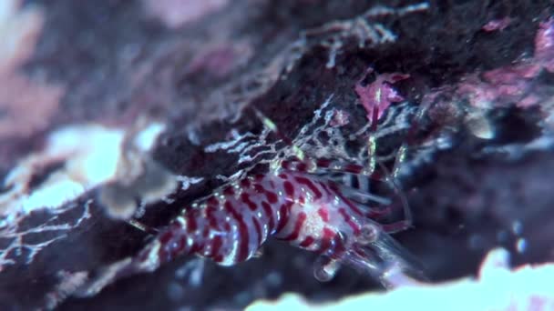 Τίγρη γυαλί γαρίδες μασκοφόροι αναζητώντας τροφή υποβρύχια πυθμένα της θάλασσας λευκό. — Αρχείο Βίντεο