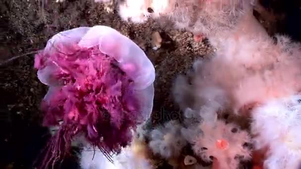 Medusa maneter i vita fluffiga metridium under vattnet på havsbotten i vita havet. — Stockvideo