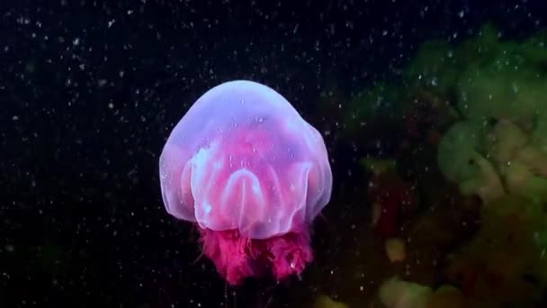 Medusa jellyfish underwater on black background of White Sea. — Stock Video