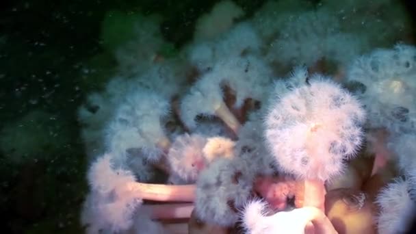 White fluffy metridium underwater on seabed of White Sea. — Stock Video