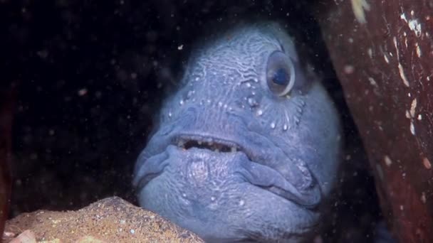 柳叶刀鱼鲶鱼在海底寻找食物水下的白海. — 图库视频影像